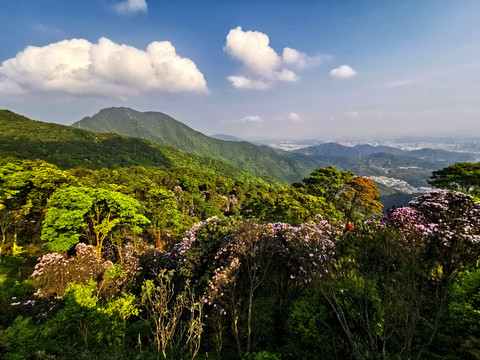 梧桐山