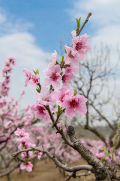 桃花