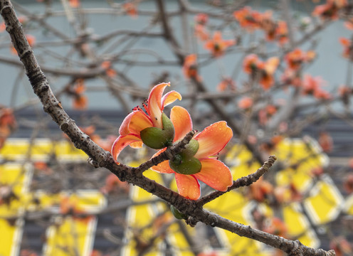 木棉花