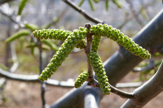 山核桃花