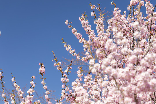 春天盛开的美丽的樱花