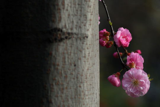 梅花