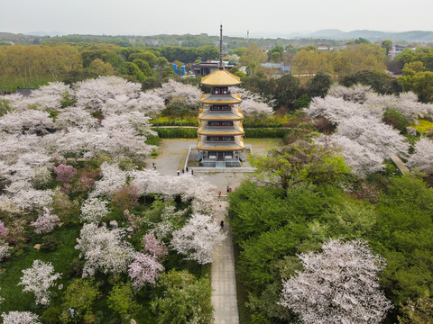 武汉东湖樱花园航拍