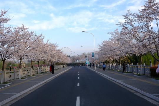 开满樱花的道路