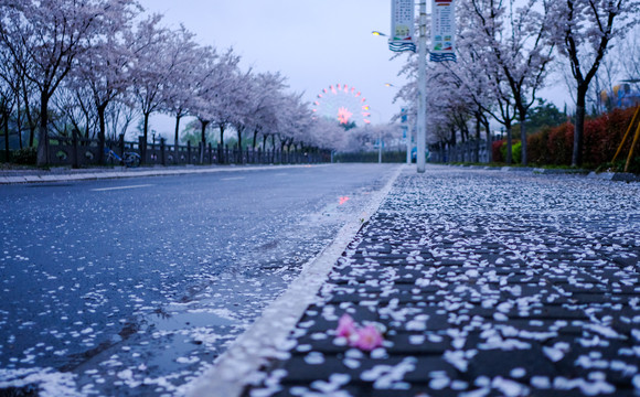 春雨樱花