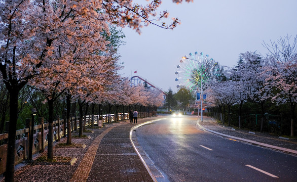 春雨落樱