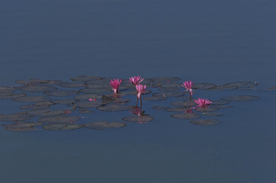 睡蓮花