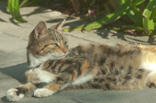 狸花猫的闲暇时光