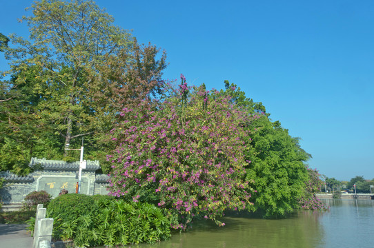 西湖百花洲掠影