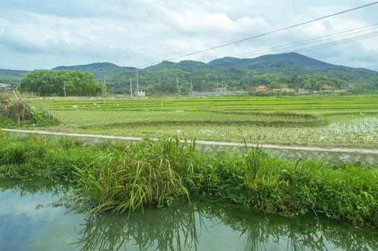 农村田野春景