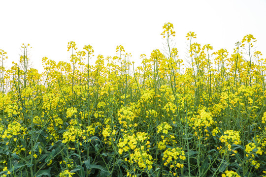 油菜花