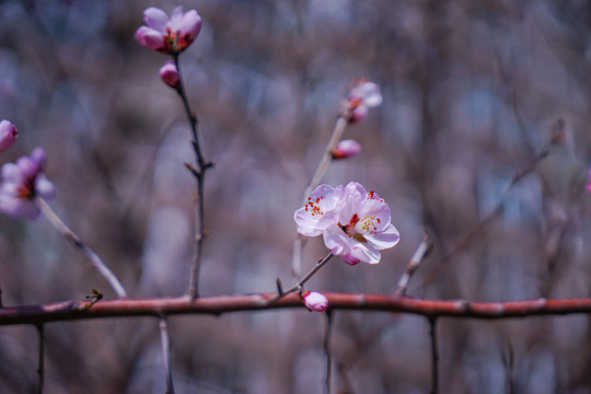 桃花开