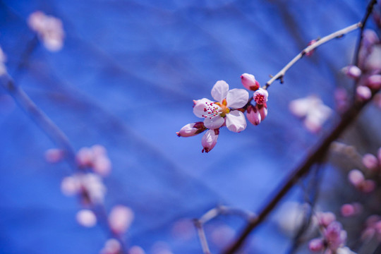 桃花开