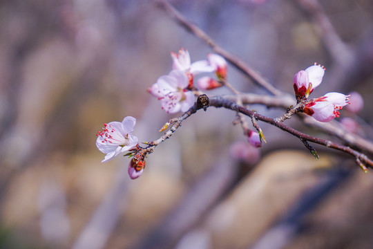 桃花开