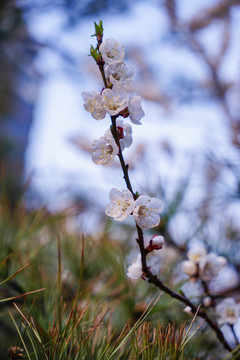 桃花开