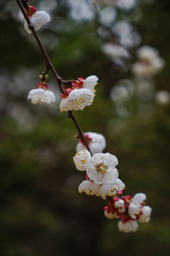 桃花开