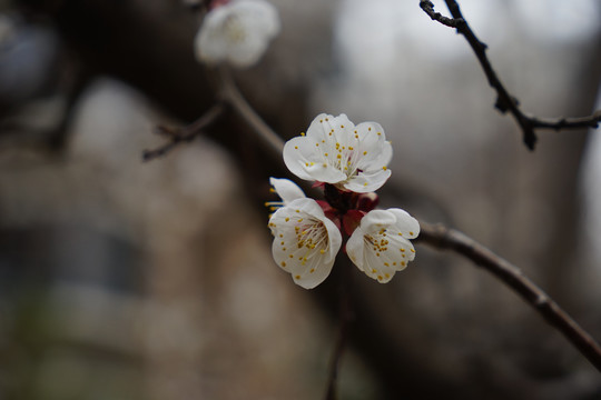 桃花开