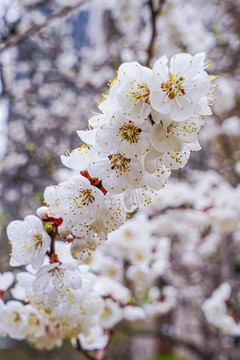 桃花开