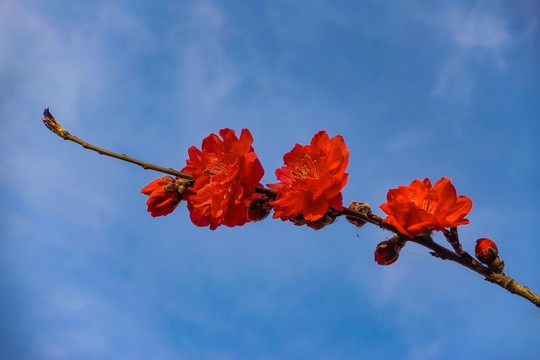 红桃花