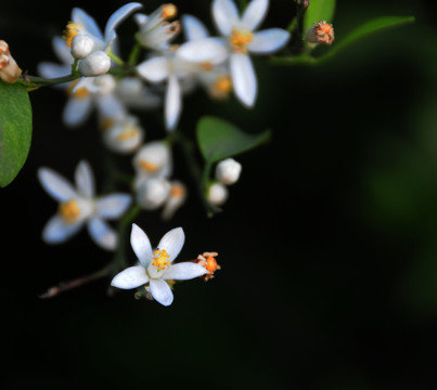 茶枝柑花