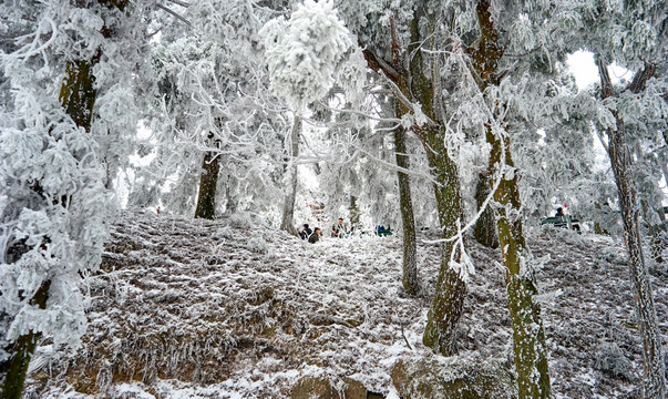 雪松冰挂