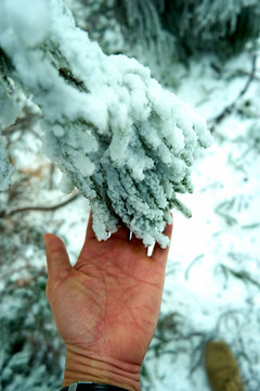 雪松