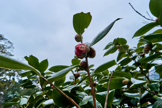 山茶花