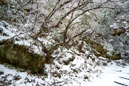 雪松冰挂