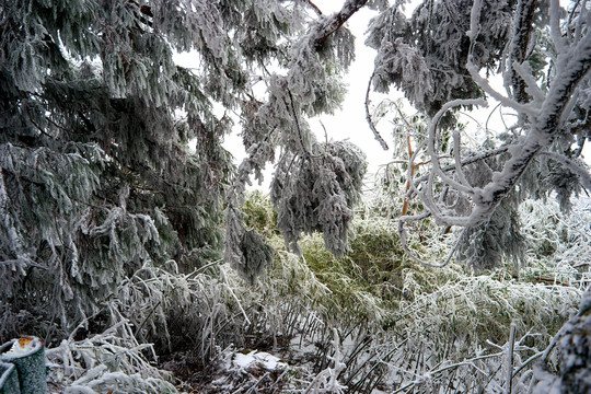 松树积雪