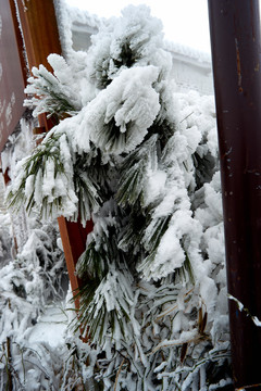 雪松冰挂