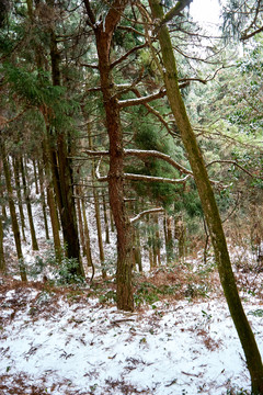 大雪