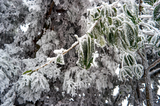 衡山雪景