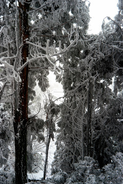 雪松冰挂