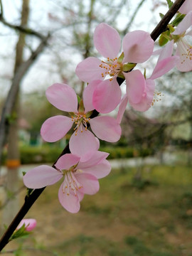 春天桃花