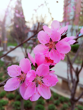 春天桃花