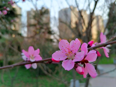 桃花