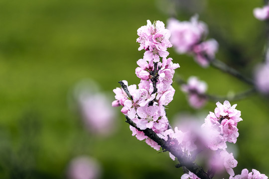 粉色桃花满枝头