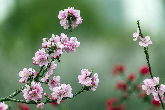 两枝桃花树枝