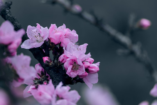 粉红色的桃花