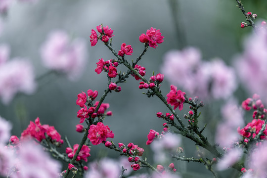 水墨红花绿叶碧桃