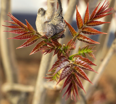 香椿芽