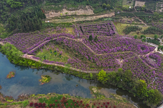 紫荊花