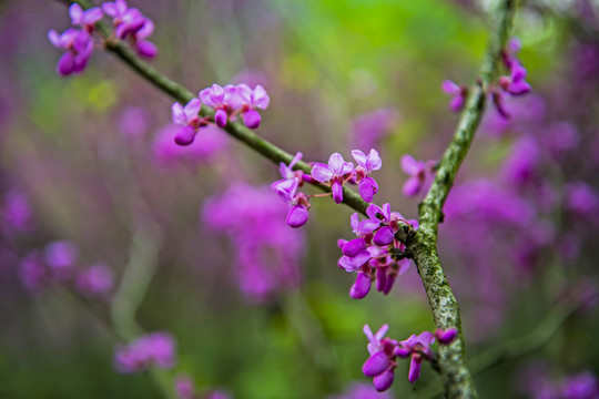 紫荊花