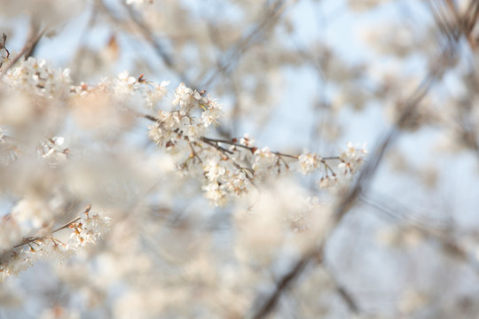 春天白色的樱花梨花