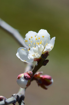 梅花盛开