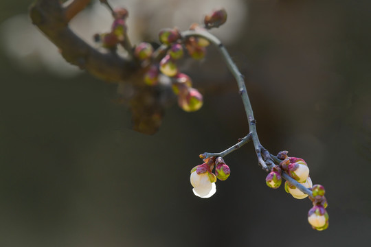 梅花盛开