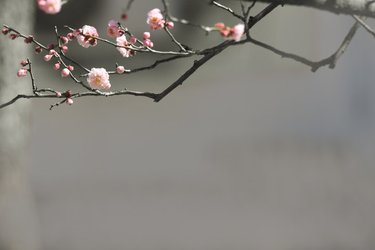 梅花盛开