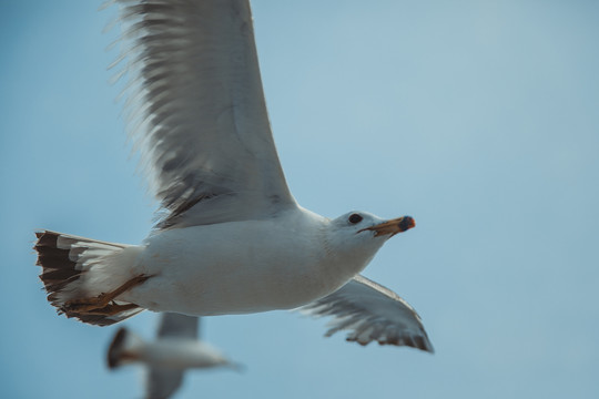 飞翔的海鸥海鸟