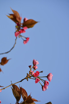 红叶樱花