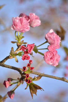 红叶樱花